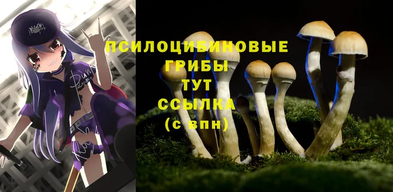 omg маркетплейс  Гай  Галлюциногенные грибы Magic Shrooms  где найти  